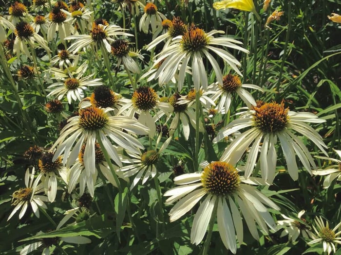 How to Use White in Your Flower Garden - Longfield Gardens