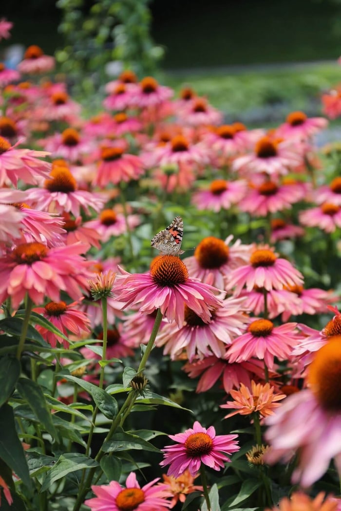 How to Use Pink in Your Flower Garden - Longfield Gardens
