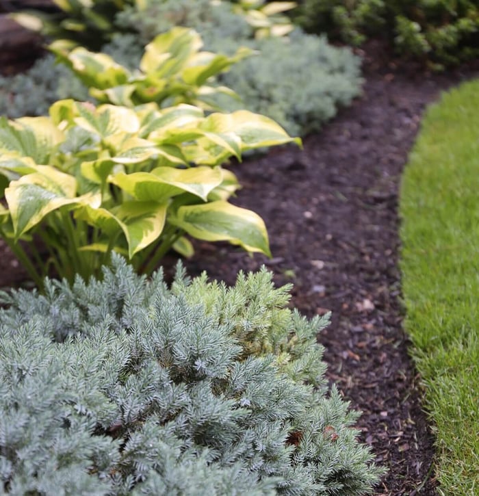 Spring Checklist for Flower Gardeners - Longfield Gardens