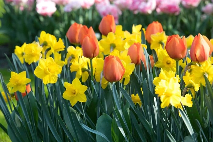 Spring is in Bloom at Keukenhof in Holland - Longfield Gardens