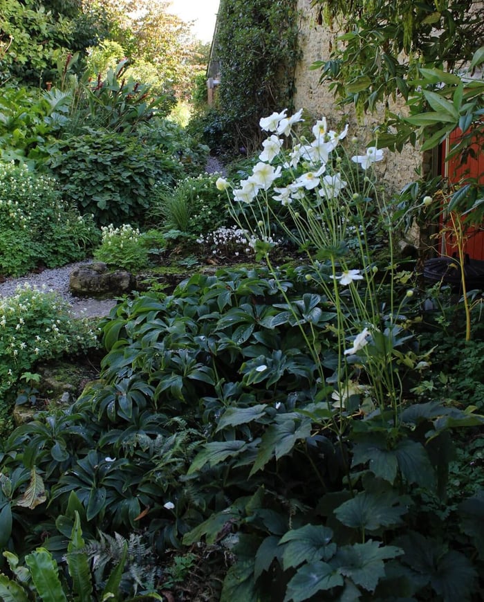 How to Use White in Your Flower Garden - Longfield Gardens
