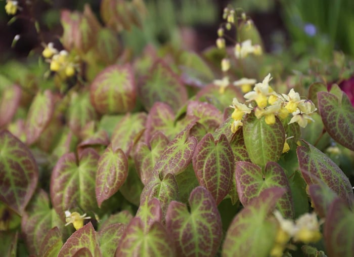 Best Companion Plants for Hostas - Longfield Gardens