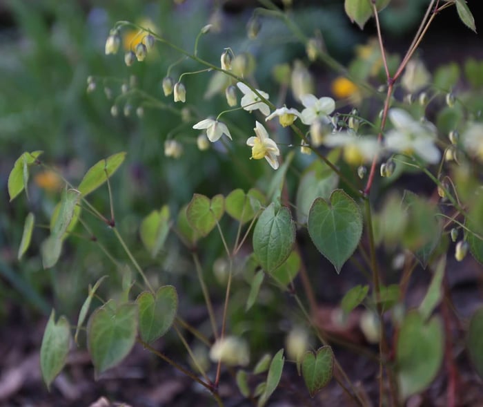 Perennials for Spring Gardens - Longfield Gardens