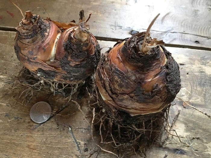 Eucomis Pineapple Lilies for Your Patio - Longfield Gardens