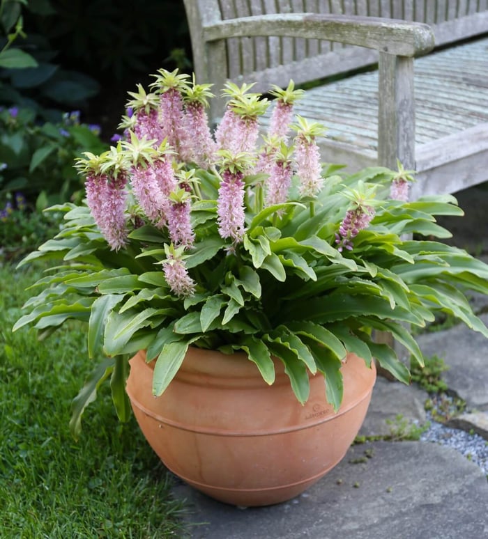 eucomis-nani.jpg?v=1765891310