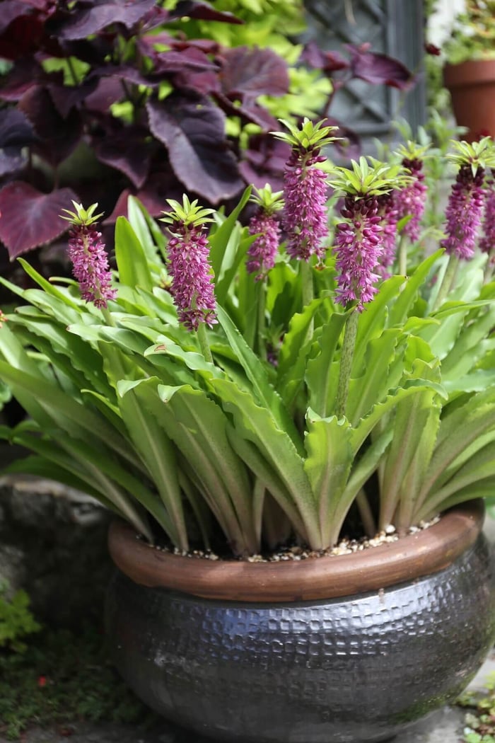 Spring Checklist for Flower Gardeners - Longfield Gardens