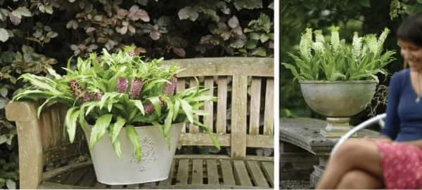 Eucomis