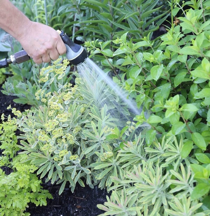 How to Help Your Flower Garden Beat the Heat - Longfield Gardens