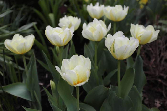 How Was Your Spring Bulb Garden - Longfield Gardens