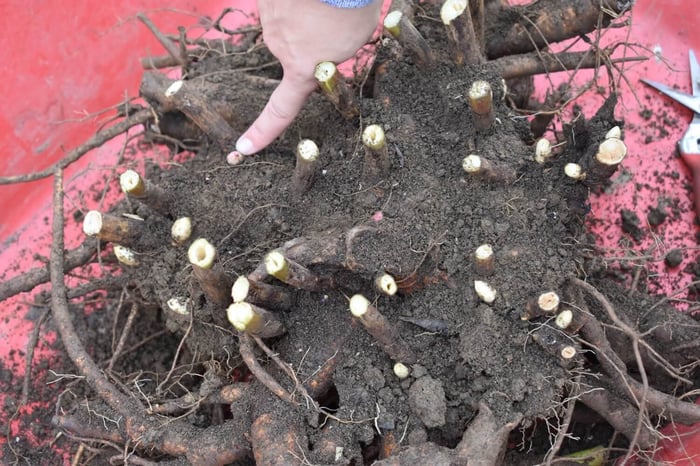 How to Divide and Transplant Peonies - Longfield Gardens