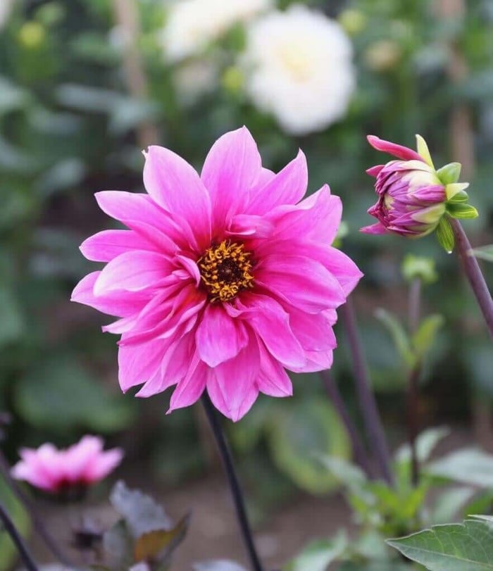 Dahlia Flower Forms for the garden and vase Longfield Gardens
