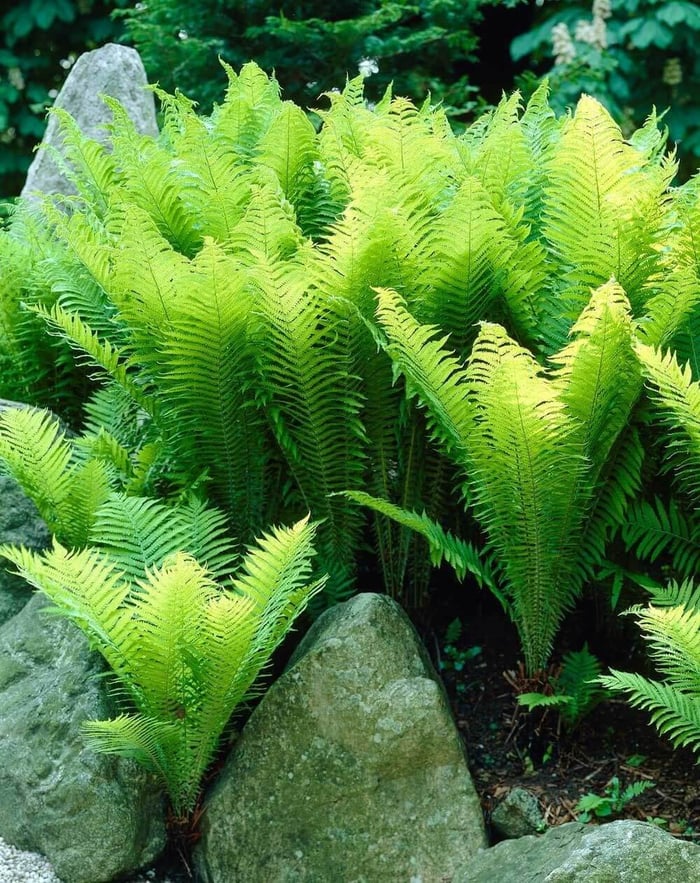 Landscaping With Ferns - Longfield Gardens