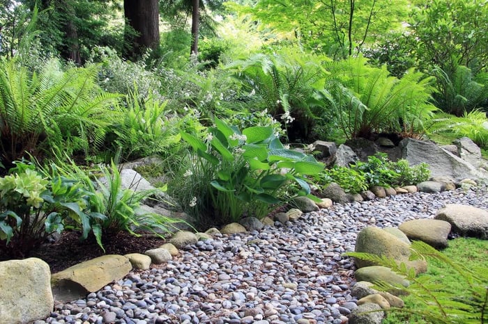 Landscaping With Ferns - Longfield Gardens