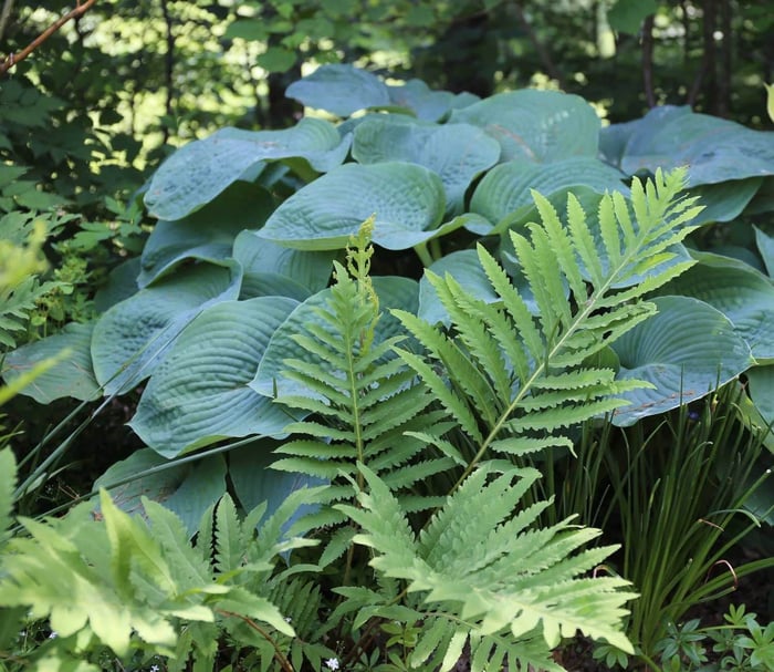 Best Companion Plants for Hostas - Longfield Gardens