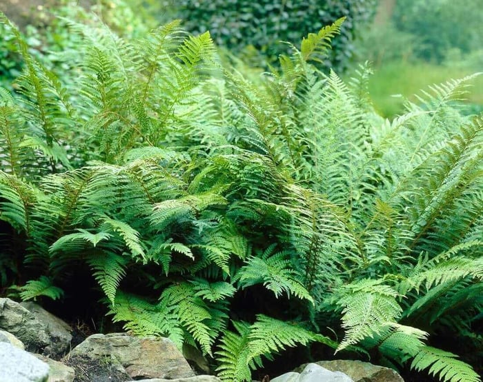 Landscaping With Ferns - Longfield Gardens