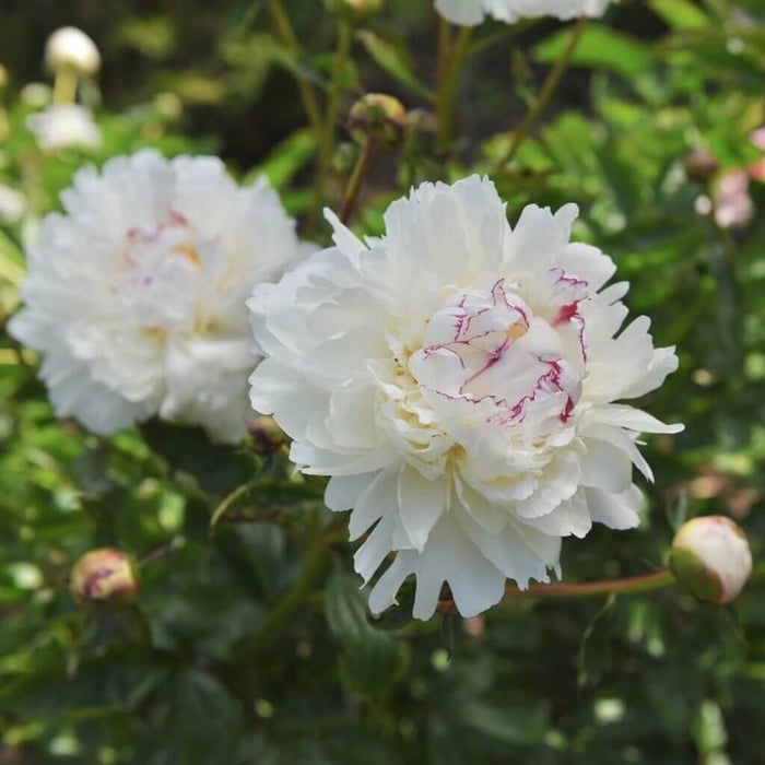 Tips for Using Peonies as Cut Flowers Longfield Gardens