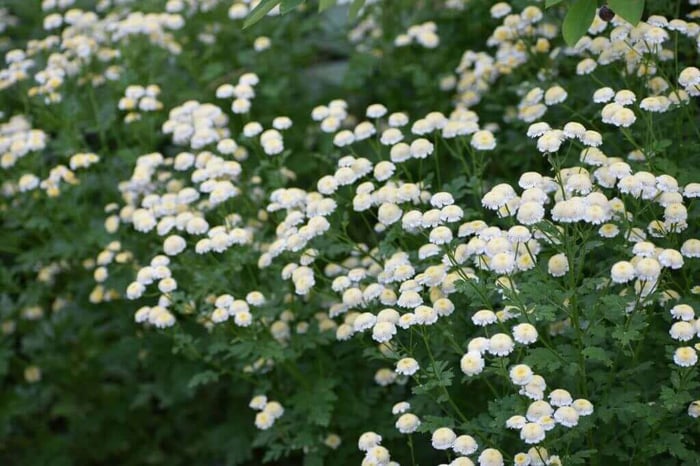 Best filler for a cut flower garden Longfield Gardens