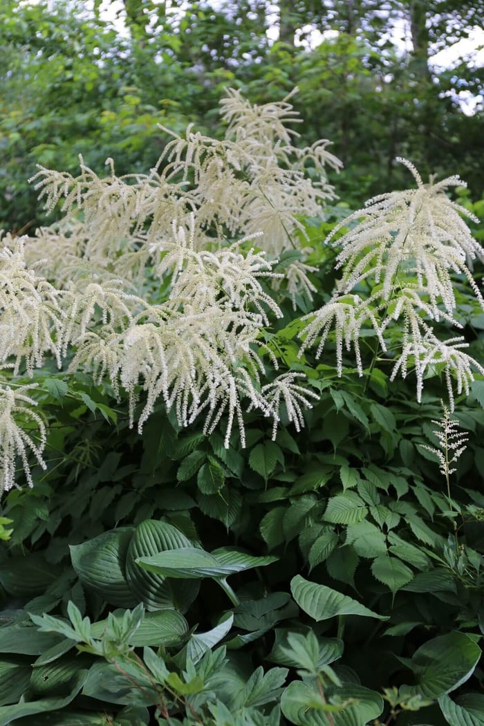 How to Use White in Your Flower Garden - Longfield Gardens
