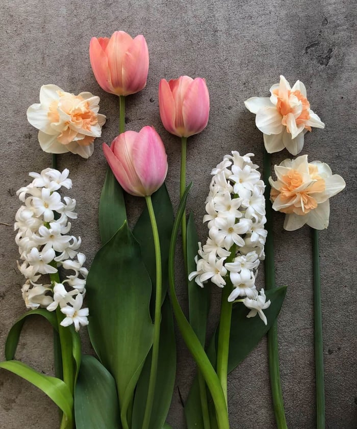Flower Bulb Trends for Spring - Longfield Gardens