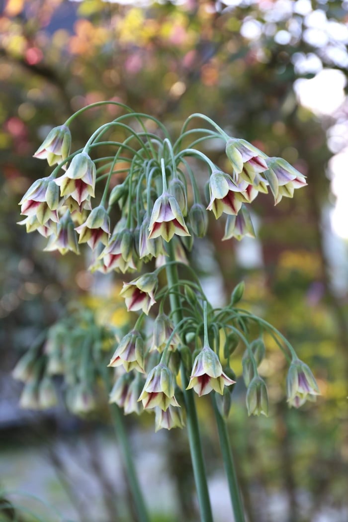 A Wonderful Allium by Any Name Sicilian Honey Garlic - Longfield Gardens