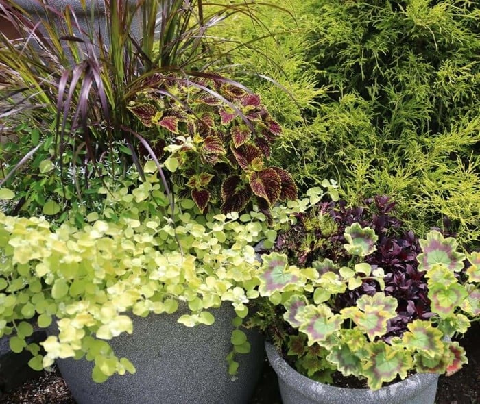 How to Use Yellow in Your Flower Garden - Longfield Gardens
