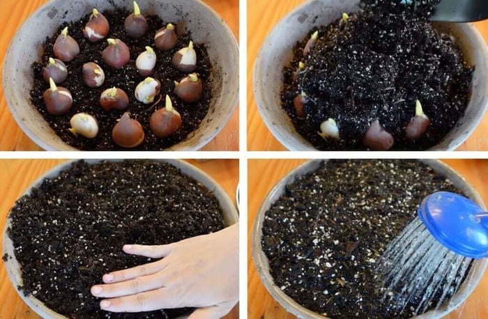 How to Force Tulips Longfield Gardens