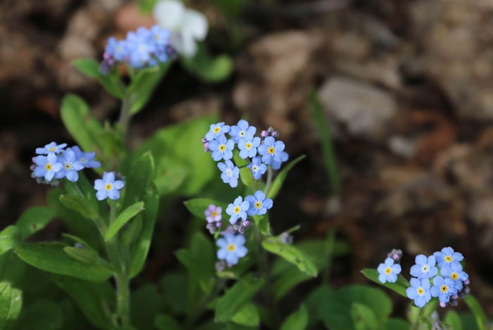 How to Use Blue Flowers in Your Garden - Longfield Gardens
