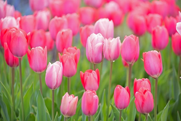pink_tulips