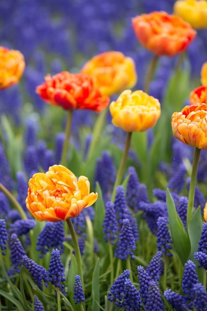Are Tulips and Other Spring Bulbs Perennials? - Longfield Gardens