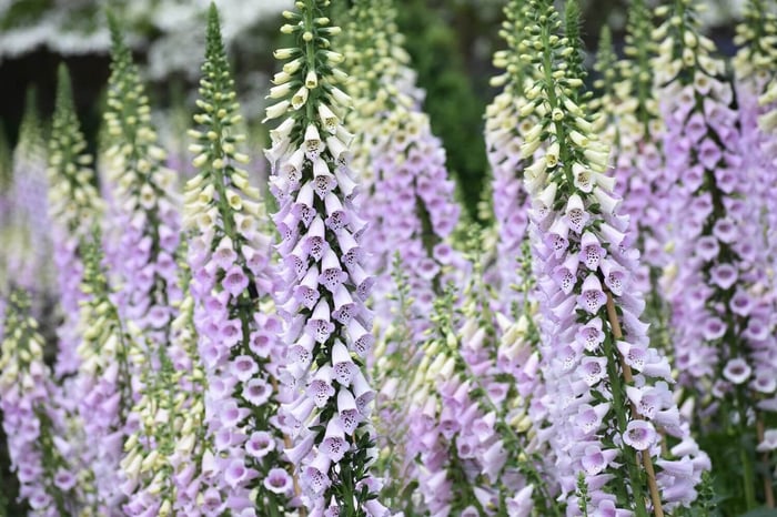 How to Get the Longest Vase Life from Fresh Cut Flowers - Longfield Gardens