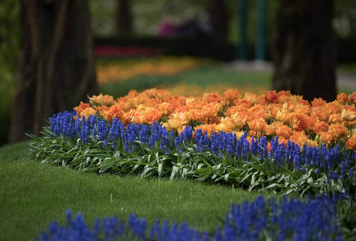 Spring is in Bloom at Keukenhof in Holland - Longfield Gardens