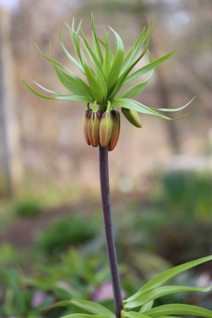 Crown Imperials - Fritillari-imperialis - Longfield Gardens