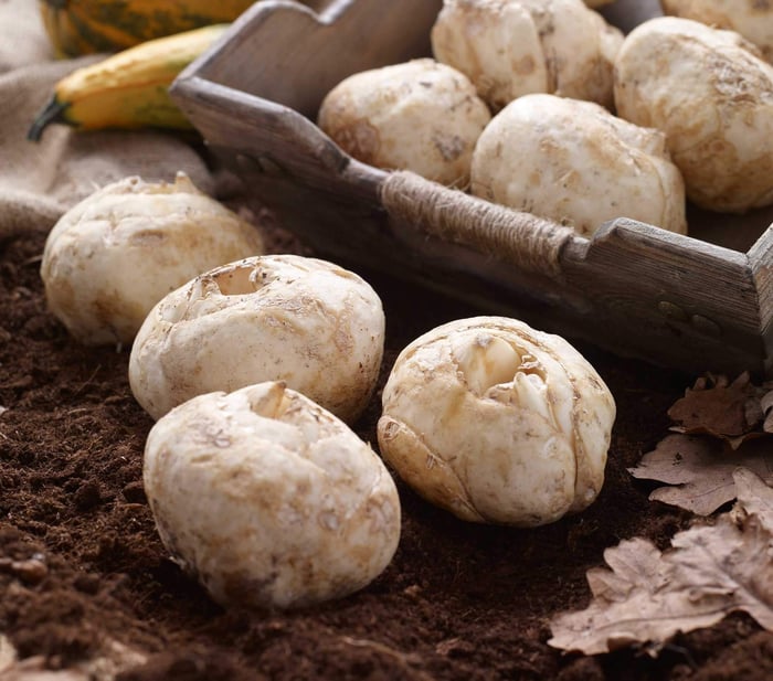 Crown Imperials - Fritillari-imperialis - Longfield Gardens