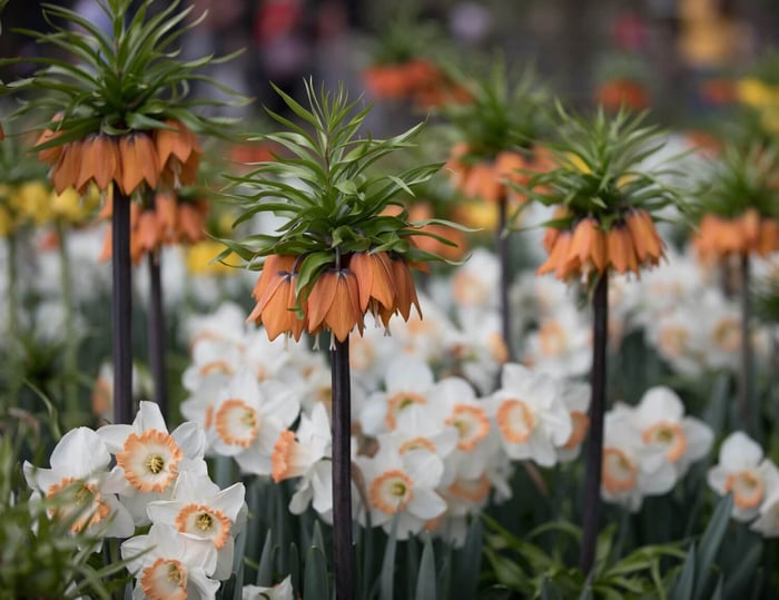 Spring is in Bloom at Keukenhof in Holland - Longfield Gardens