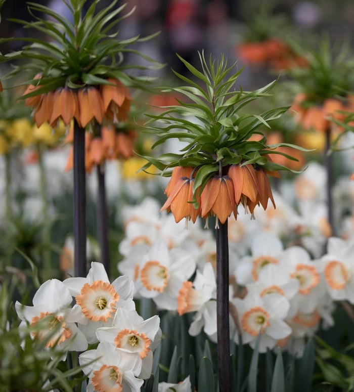 Are Tulips and Other Spring Bulbs Perennials? - Longfield Gardens