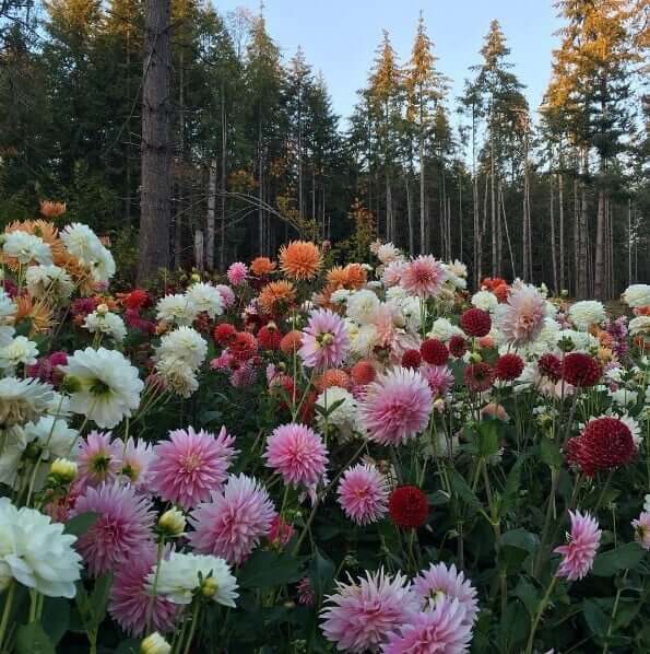 Expert Tips for Cutting, Conditioning and Arranging Dahlias - Longfield Gardens