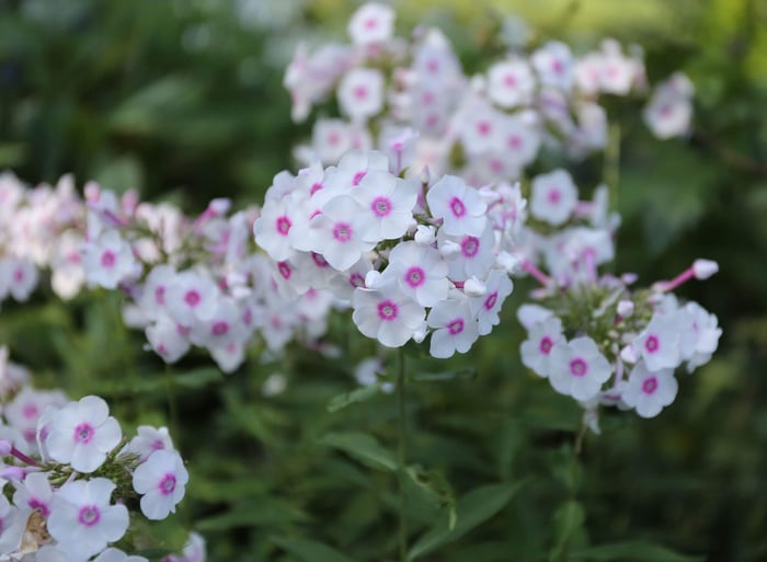 Design-Tips-for-Cottage-Gardens-Longfield-Gardens