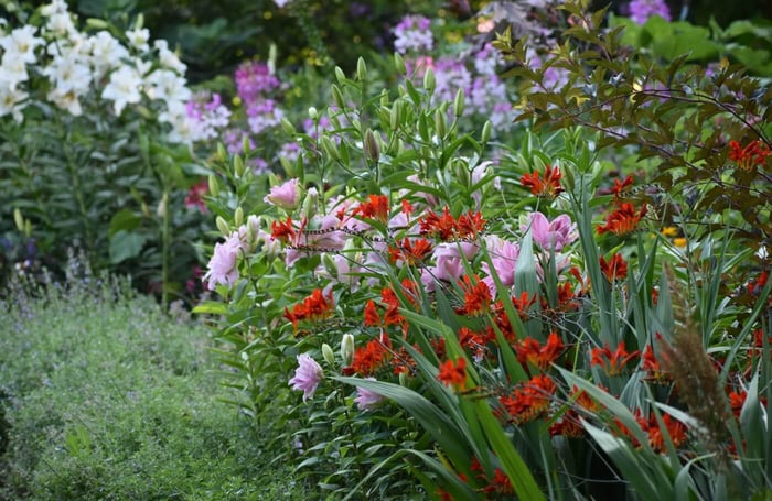 How to Plant Bare Root Perennials Longfield Gardens