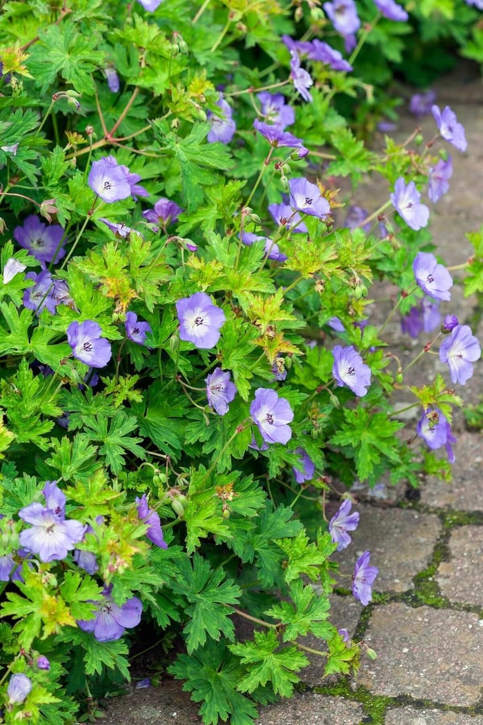 Best Ground Covers for Sun - Longfield Gardens