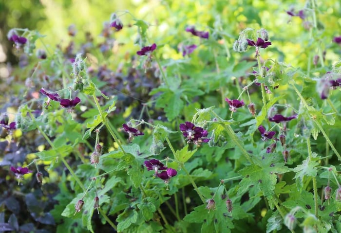 10 Easy Perennials for Shade - Longfield Gardens