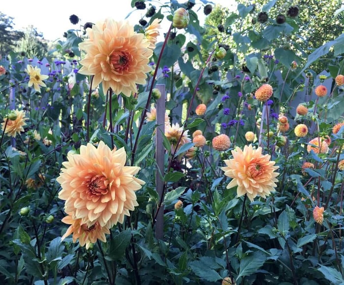 Design-Tips-for-Cottage-Gardens-Longfield-Gardens