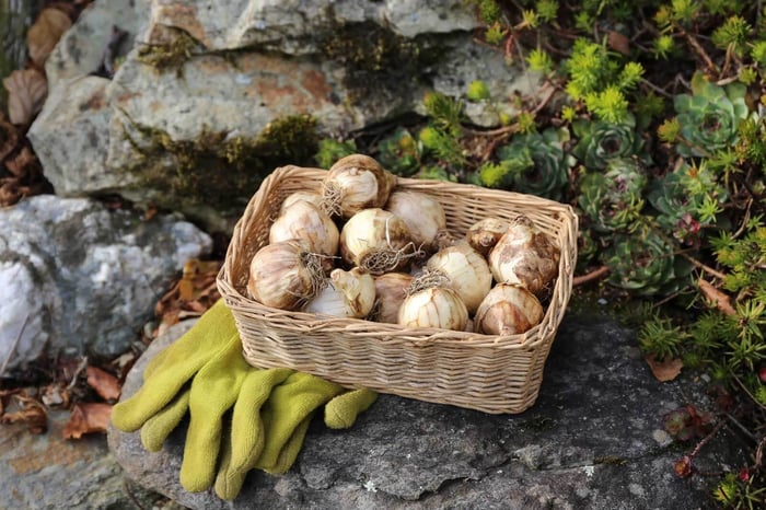 How to Protect Flower Bulbs from Voles - Longfield Gardens