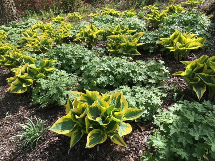 Creative Ways to Use Hostas - Longfield Gardens