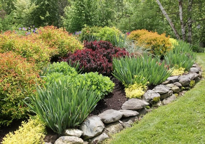 Best Ground Covers for Sun - Longfield Gardens