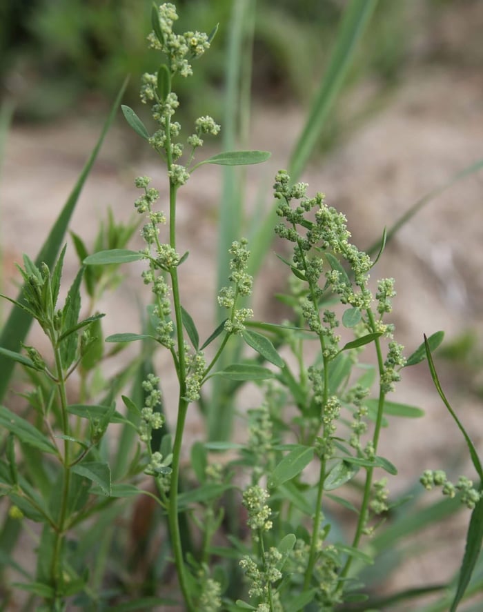 6-Tips-for-Controlling-Weeds-in-Your-Flower-Garden-Longfield-Gardens