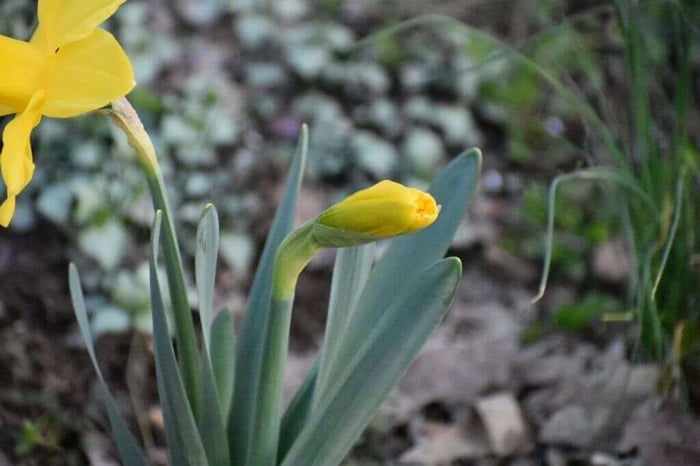 Tips for Using Daffodils as Cut Flowers - Longfield Gardens