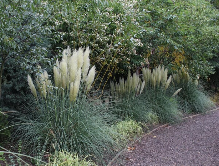 How to Use White in Your Flower Garden - Longfield Gardens