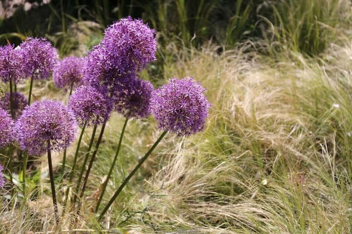 How-to-Combine-Alliums-With-Perennials-Longfield-Gardens