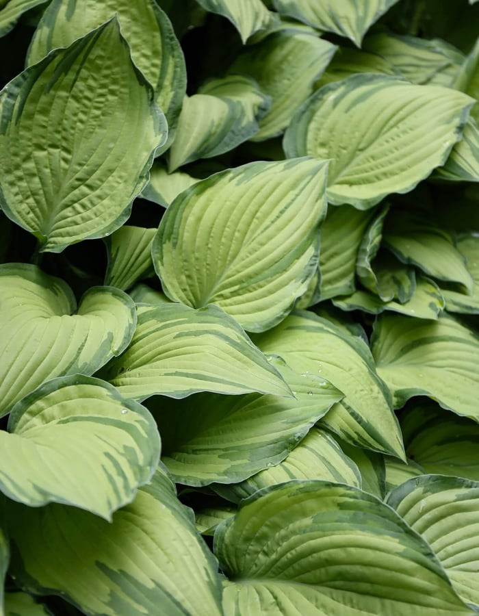 What's Your Favorite Hosta - Longfield Gardens