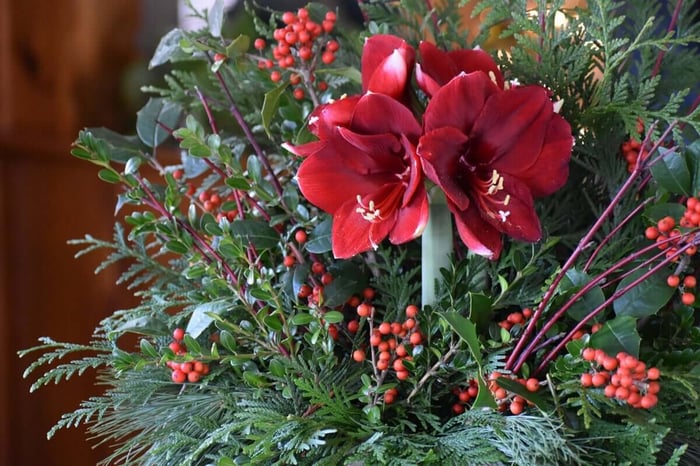 5 Creative Ways to Gift Amaryllis - Longfield Gardens